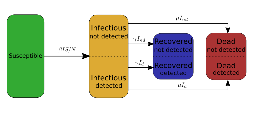 The categories Infectious (I), Recovered 
  (R), and Dead (D) are split into two subcategories: detected (d) and not detected (nd)
